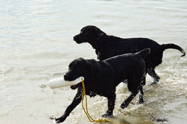 Jack and Flint 011.jpg